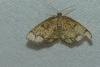Stegania cararia